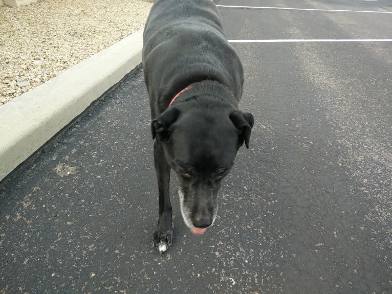 Twister, "Charlie", a German Shorthaired Pointer and Australian Cattle Dog mix tested with EmbarkVet.com