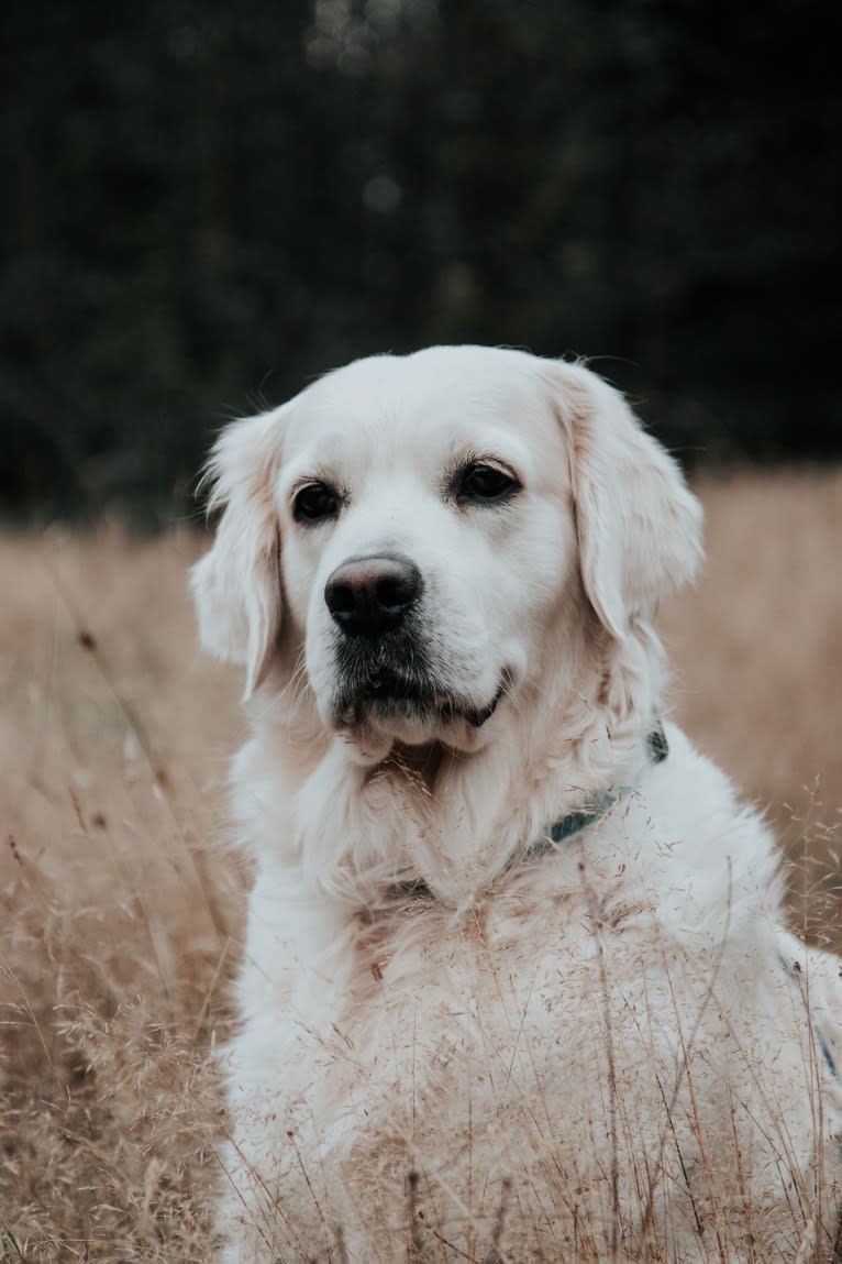 Bryn, a Golden Retriever tested with EmbarkVet.com