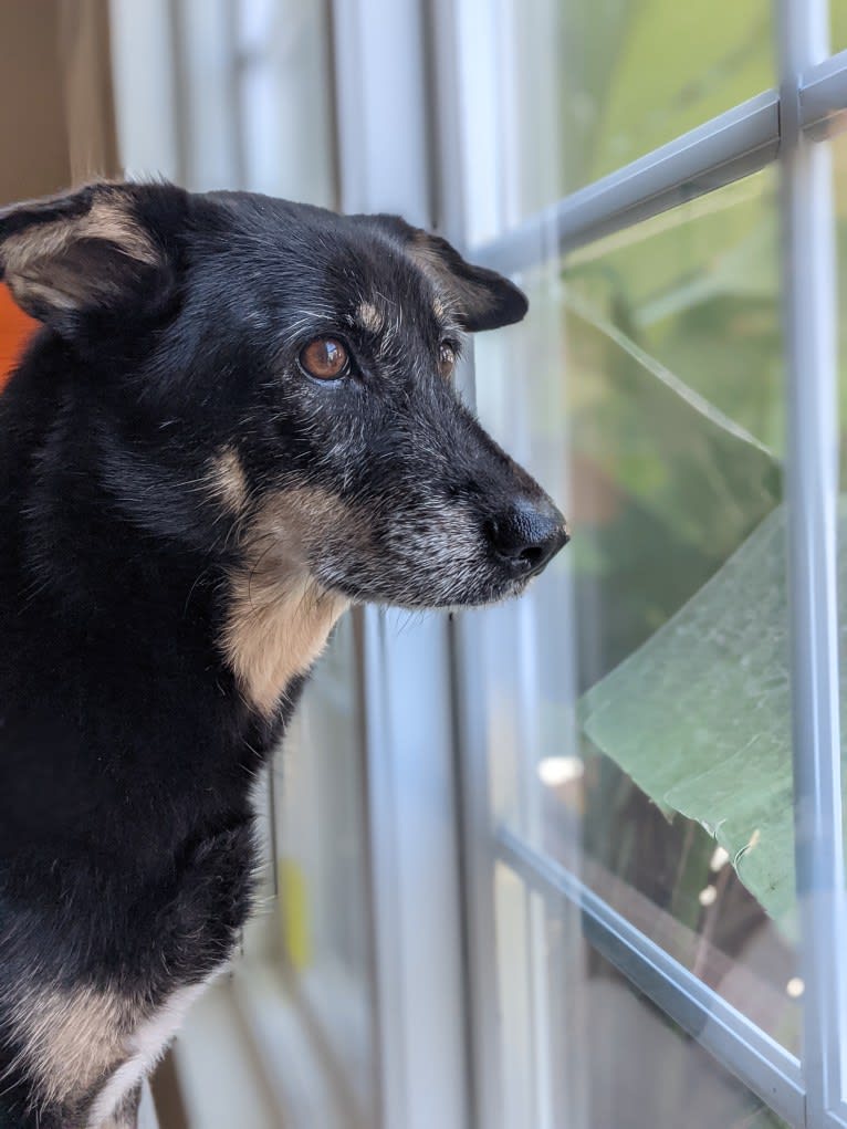 Betty, a Southeast Asian Village Dog tested with EmbarkVet.com