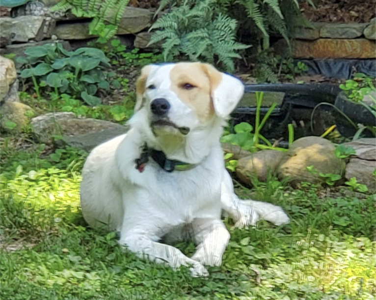 Hudson, an American Pit Bull Terrier and Great Pyrenees mix tested with EmbarkVet.com