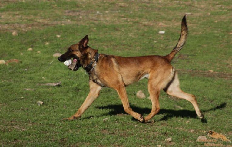 Ares, a Belgian Shepherd tested with EmbarkVet.com