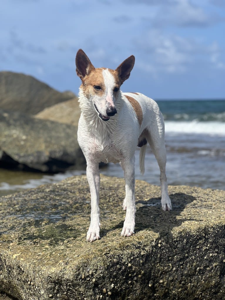 Banbury Cross Berlin, a Carolina Dog tested with EmbarkVet.com