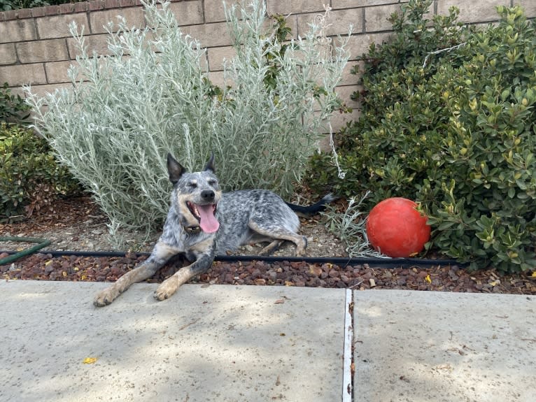 Kai, an Australian Cattle Dog tested with EmbarkVet.com