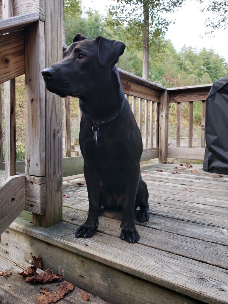 Ichabod, a Labrador Retriever and Dachshund mix tested with EmbarkVet.com