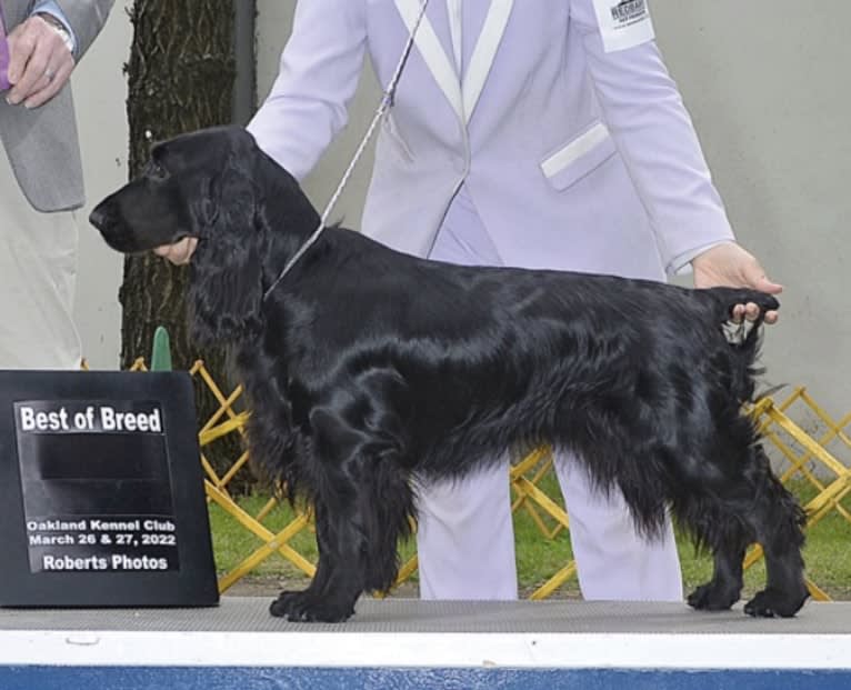 Bramble, a Field Spaniel tested with EmbarkVet.com