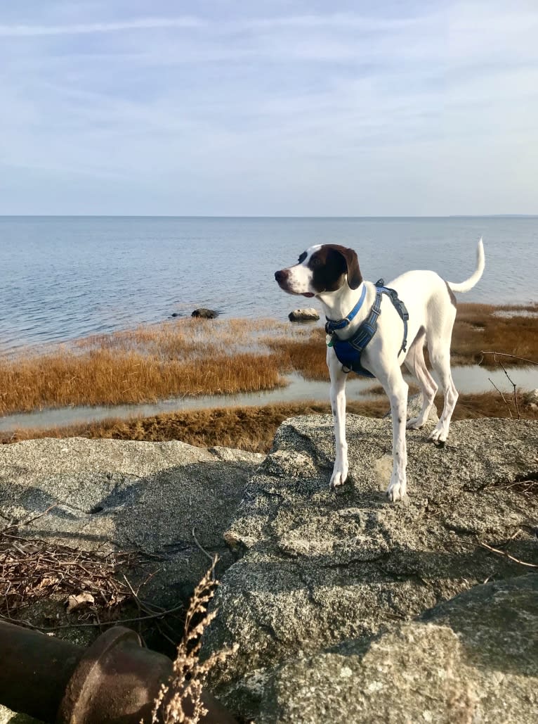 Indy, a Pointer and Australian Shepherd mix tested with EmbarkVet.com