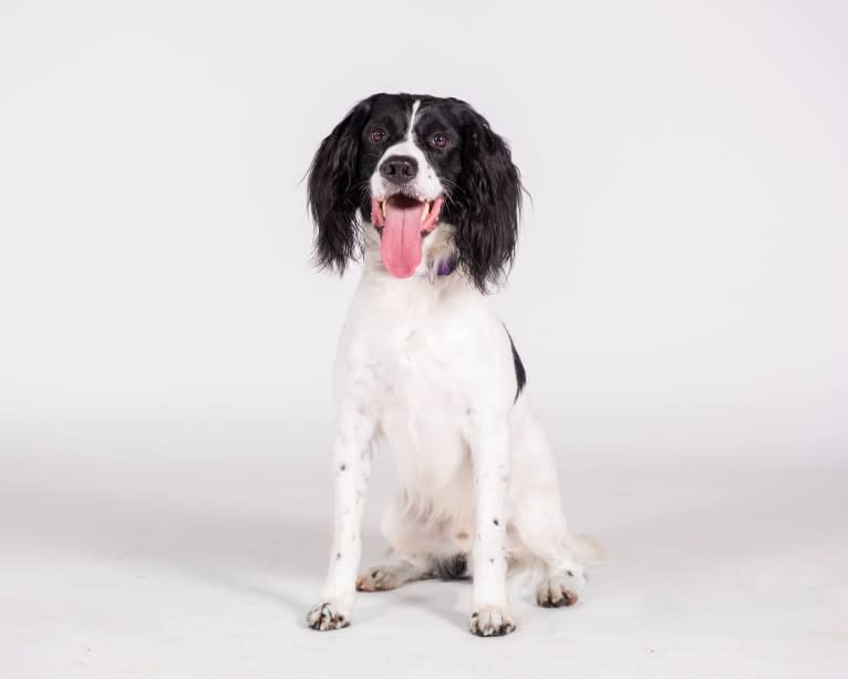 Tag, an English Springer Spaniel tested with EmbarkVet.com