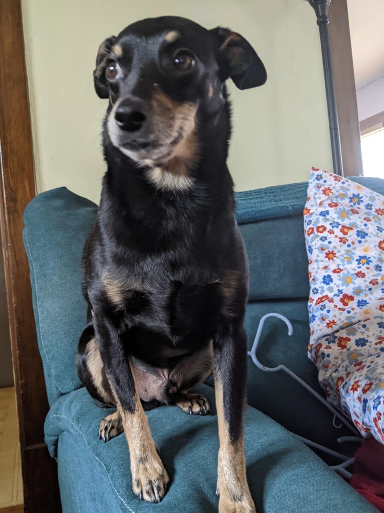 Luke, a Chihuahua and Dachshund mix tested with EmbarkVet.com