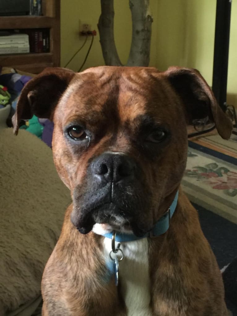 Captain Martin, a Boxer and Staffordshire Terrier mix tested with EmbarkVet.com