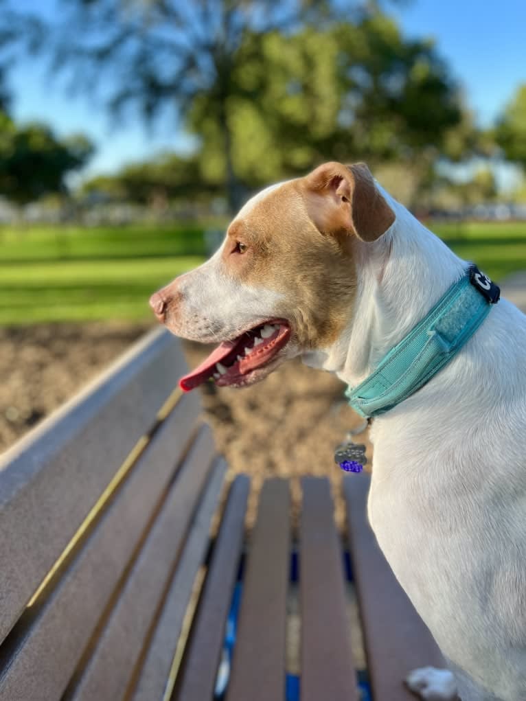 Casper, an American Pit Bull Terrier and Labrador Retriever mix tested with EmbarkVet.com