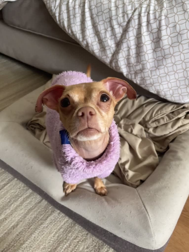 Lily, a Chihuahua and Rat Terrier mix tested with EmbarkVet.com