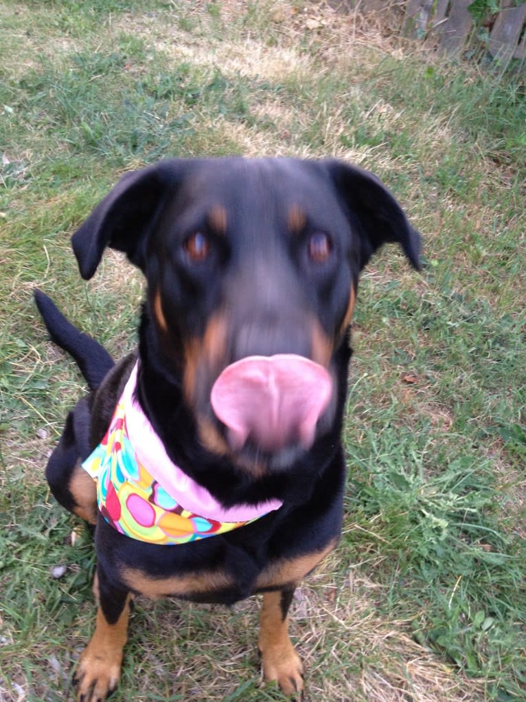 Prim (AKA #bestdogever), a Rottweiler and Labrador Retriever mix tested with EmbarkVet.com