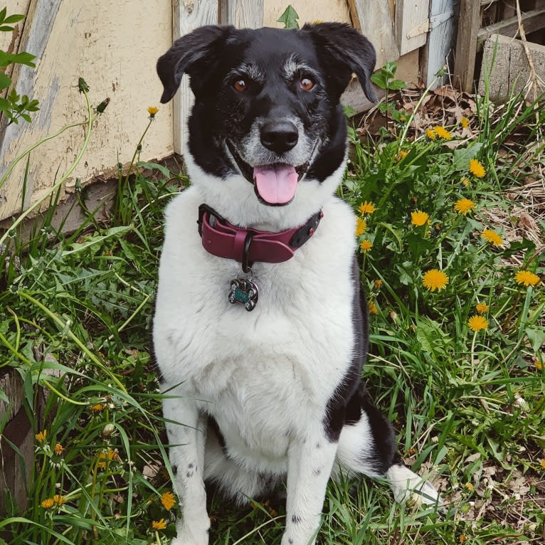 Tinker, a Great Pyrenees and Border Collie mix tested with EmbarkVet.com