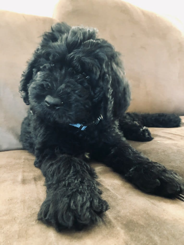 Leopold, a Newfypoo tested with EmbarkVet.com