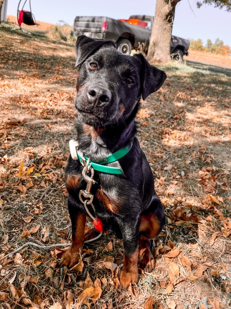 Jude, a Jagdterrier tested with EmbarkVet.com