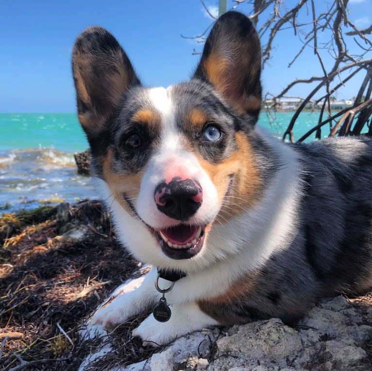 Castiel, a Pembroke Welsh Corgi and Cardigan Welsh Corgi mix tested with EmbarkVet.com