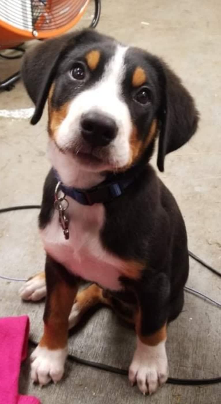 Tiberius, a Greater Swiss Mountain Dog tested with EmbarkVet.com