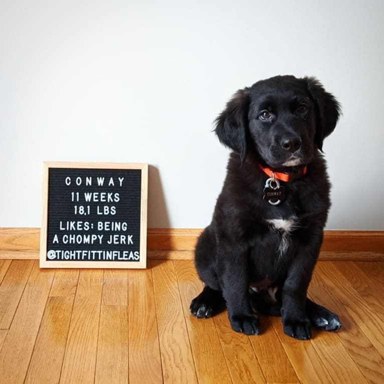 Conway, a Golden Retriever and Great Pyrenees mix tested with EmbarkVet.com