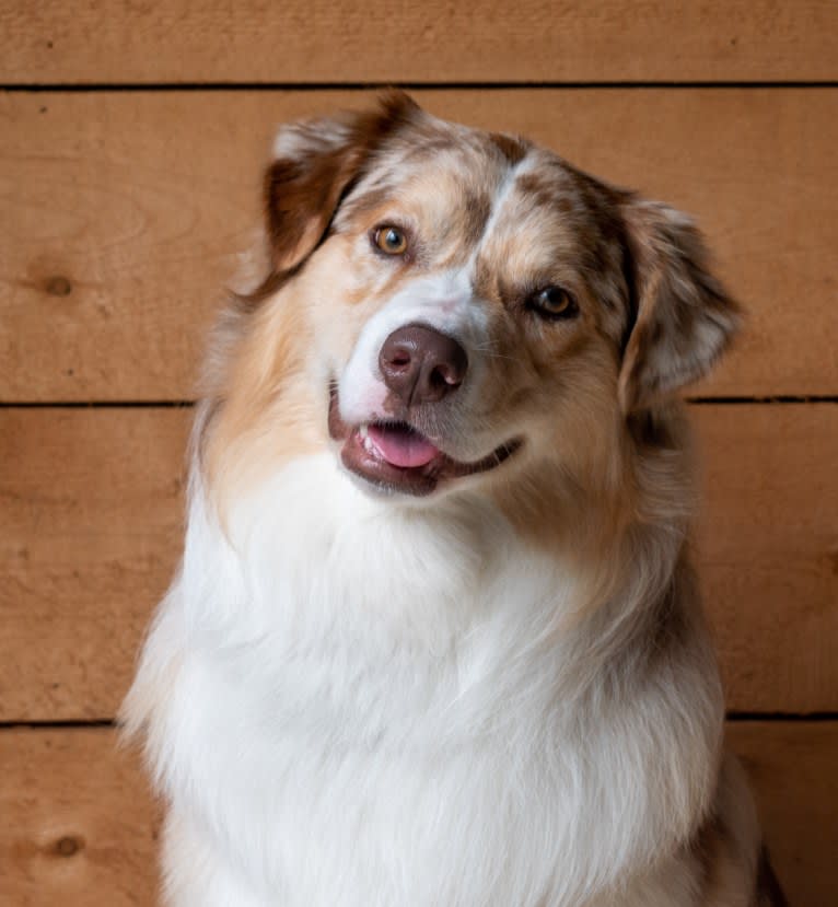 Neville, an Australian Shepherd tested with EmbarkVet.com