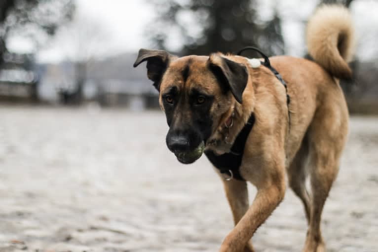 Dakota, a German Shepherd Dog and Boxer mix tested with EmbarkVet.com