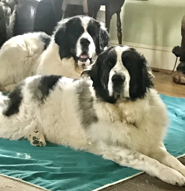 Caterina, a Pyrenean Mastiff tested with EmbarkVet.com