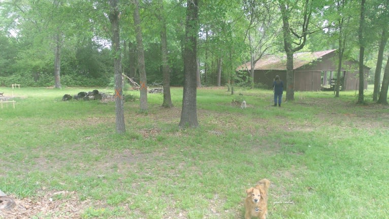 Lassie, a Pomeranian and Rat Terrier mix tested with EmbarkVet.com