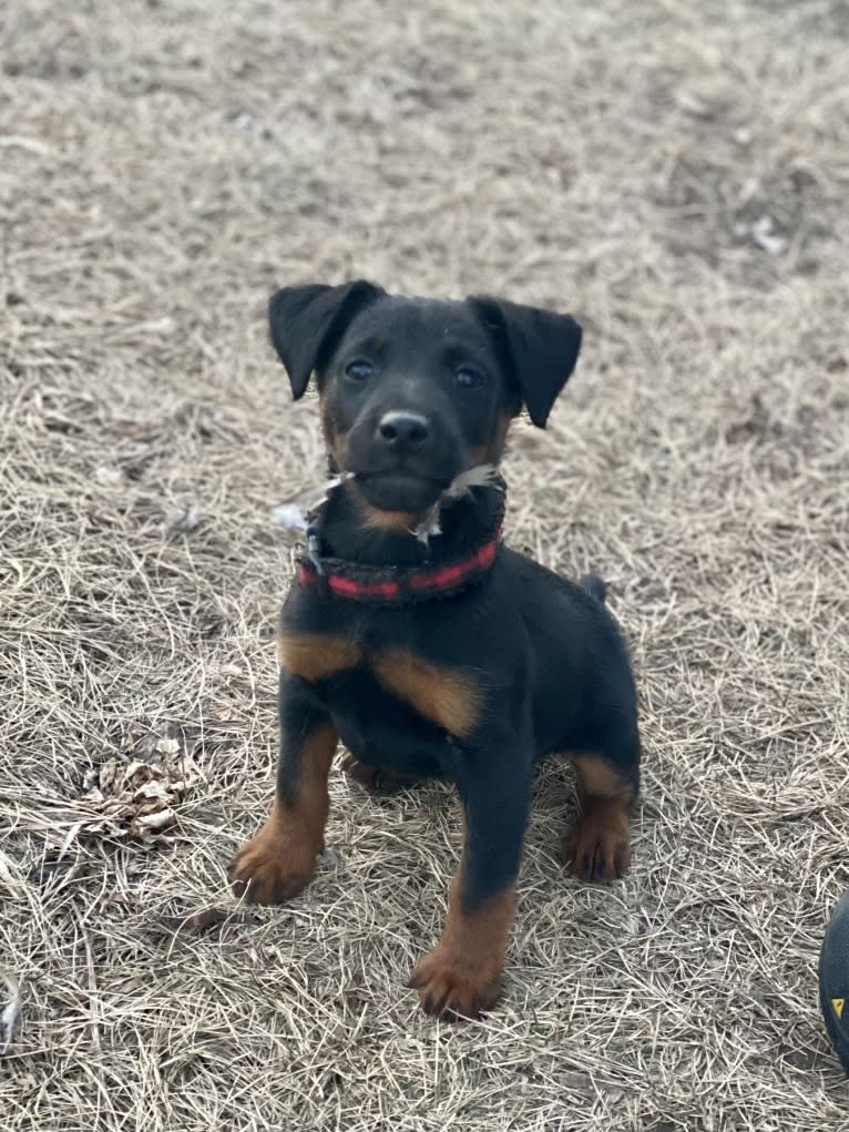 Jude, a Jagdterrier tested with EmbarkVet.com