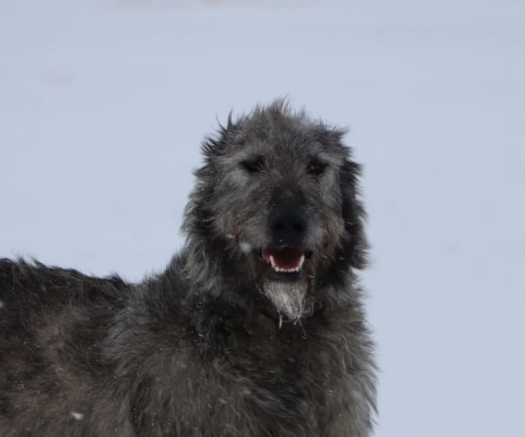 Luna, an Irish Wolfhound tested with EmbarkVet.com