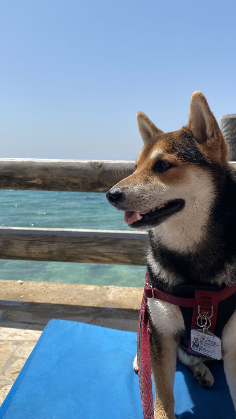 Arthur, a Shiba Inu tested with EmbarkVet.com