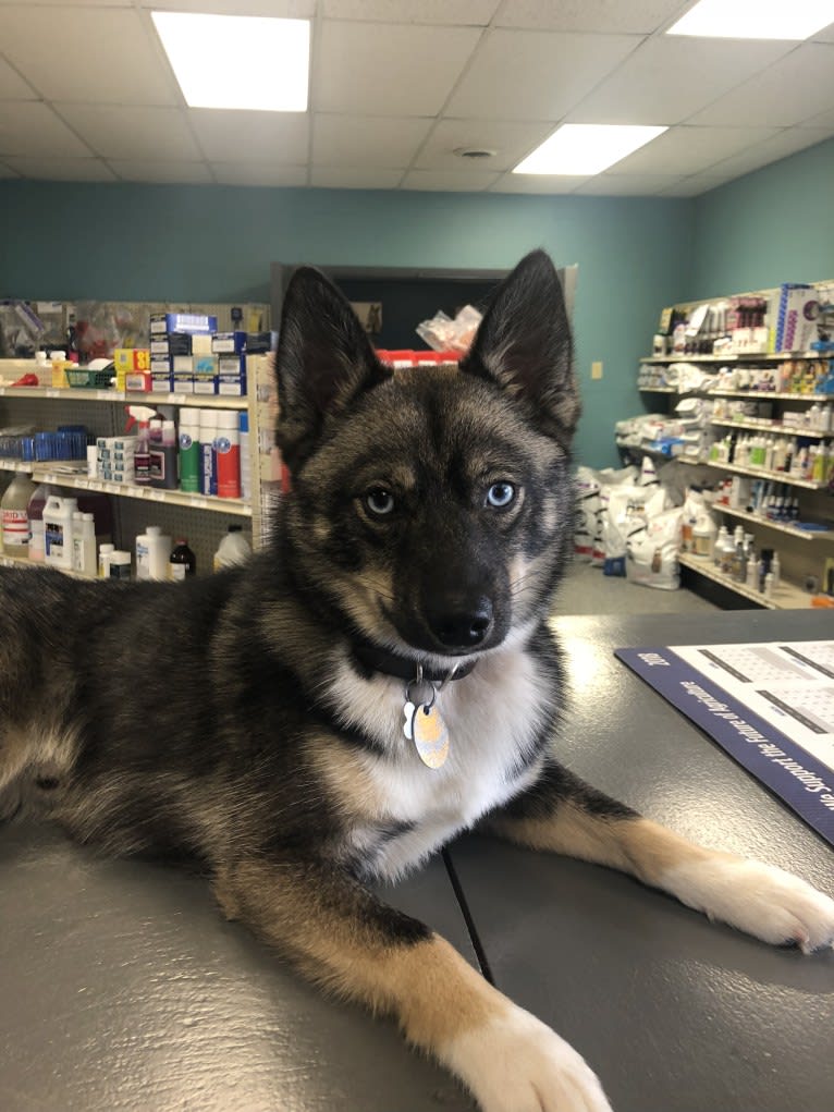 Jag, a Pomsky tested with EmbarkVet.com