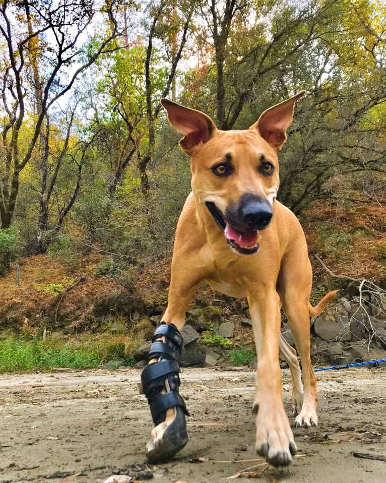 Cooper, a Catahoula Leopard Dog and Border Collie mix tested with EmbarkVet.com