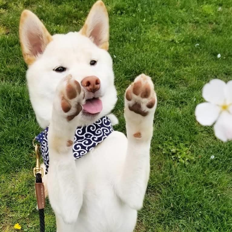 Kibou, a Shiba Inu tested with EmbarkVet.com