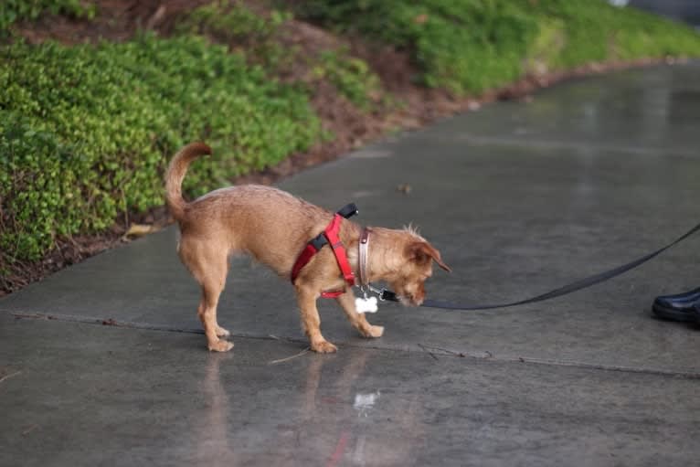 Mochi, a Miniature Pinscher and Poodle (Small) mix tested with EmbarkVet.com