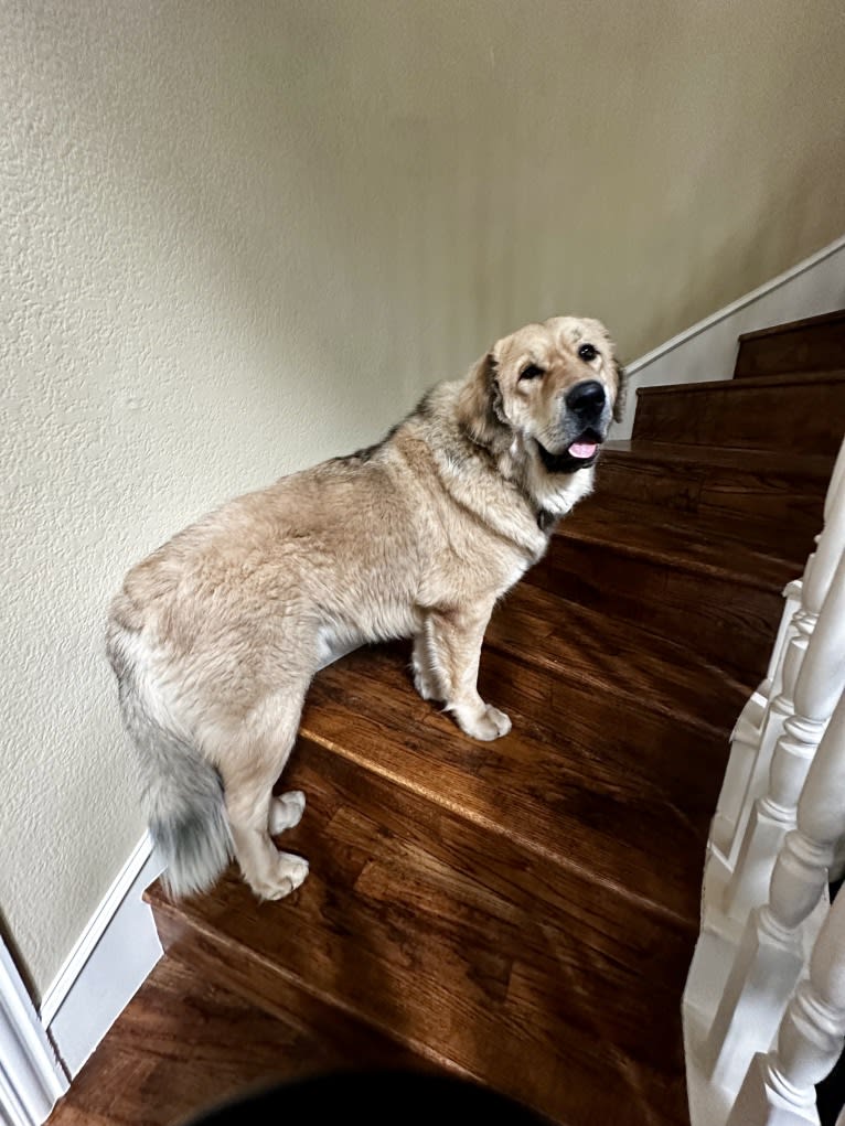 Moose, a Tibetan Mastiff tested with EmbarkVet.com