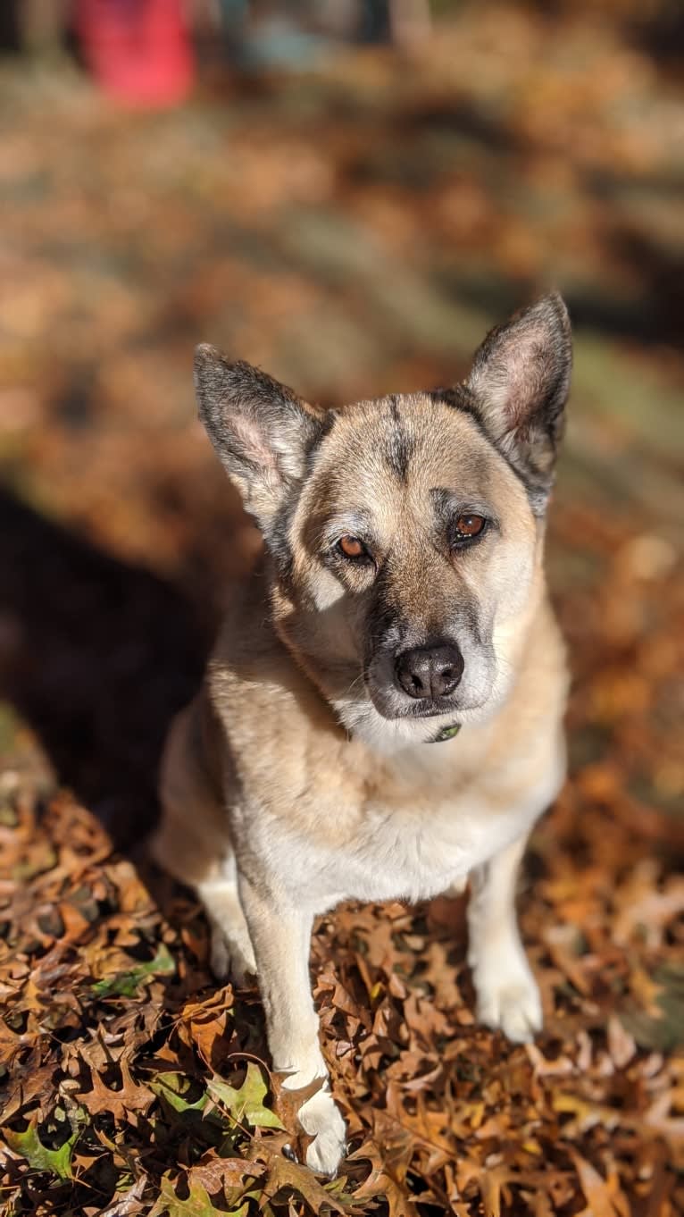 Tovah, a Siberian Husky and German Shepherd Dog mix tested with EmbarkVet.com