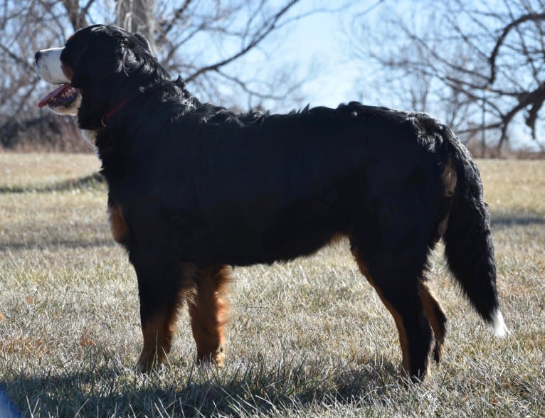 Avery, a Bernese Mountain Dog tested with EmbarkVet.com