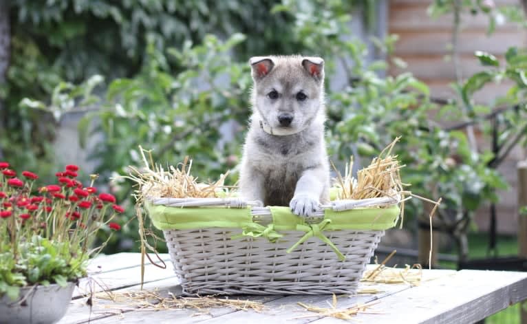 Maan, a Saarloos Wolfdog tested with EmbarkVet.com