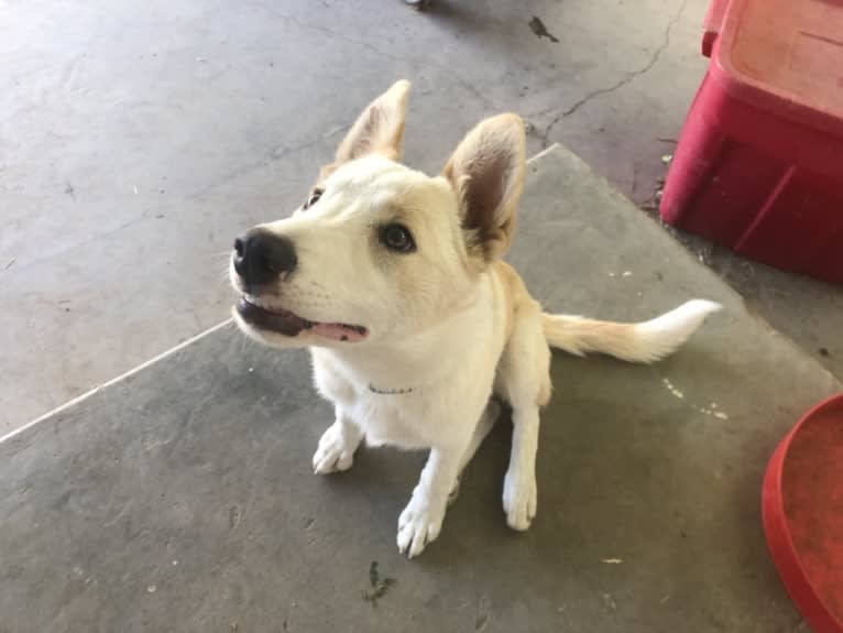 Kiva, a Border Collie and Australian Cattle Dog mix tested with EmbarkVet.com