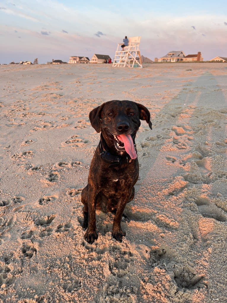 Maverick, a Mountain Cur tested with EmbarkVet.com