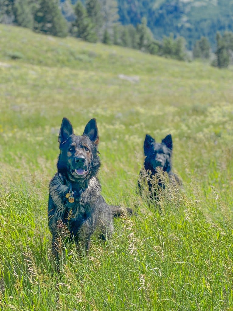 Booth vom Wahrsten, a German Shepherd Dog tested with EmbarkVet.com