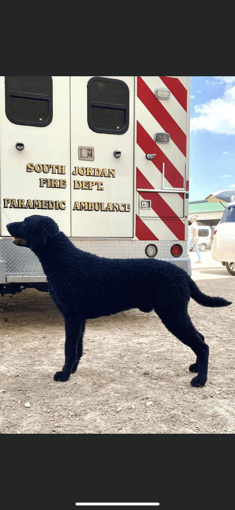 Hubble, a Curly-Coated Retriever tested with EmbarkVet.com