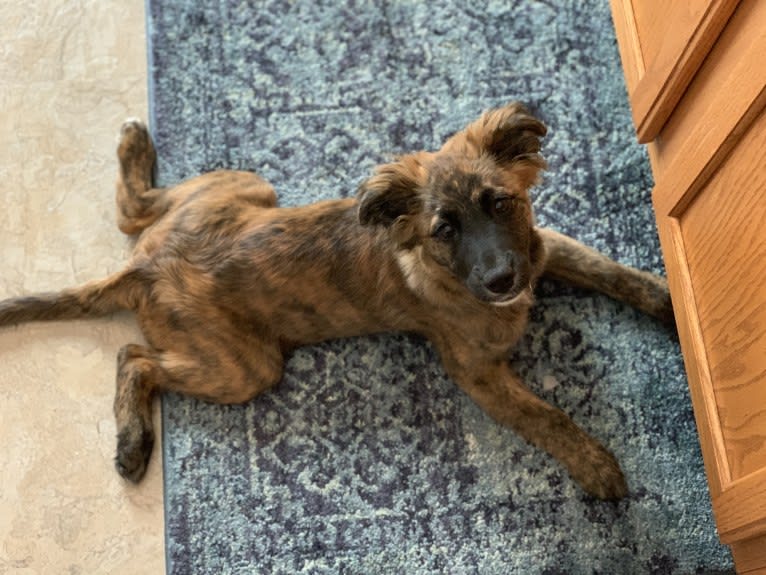 Emmy, an Australian Cattle Dog and Cocker Spaniel mix tested with EmbarkVet.com