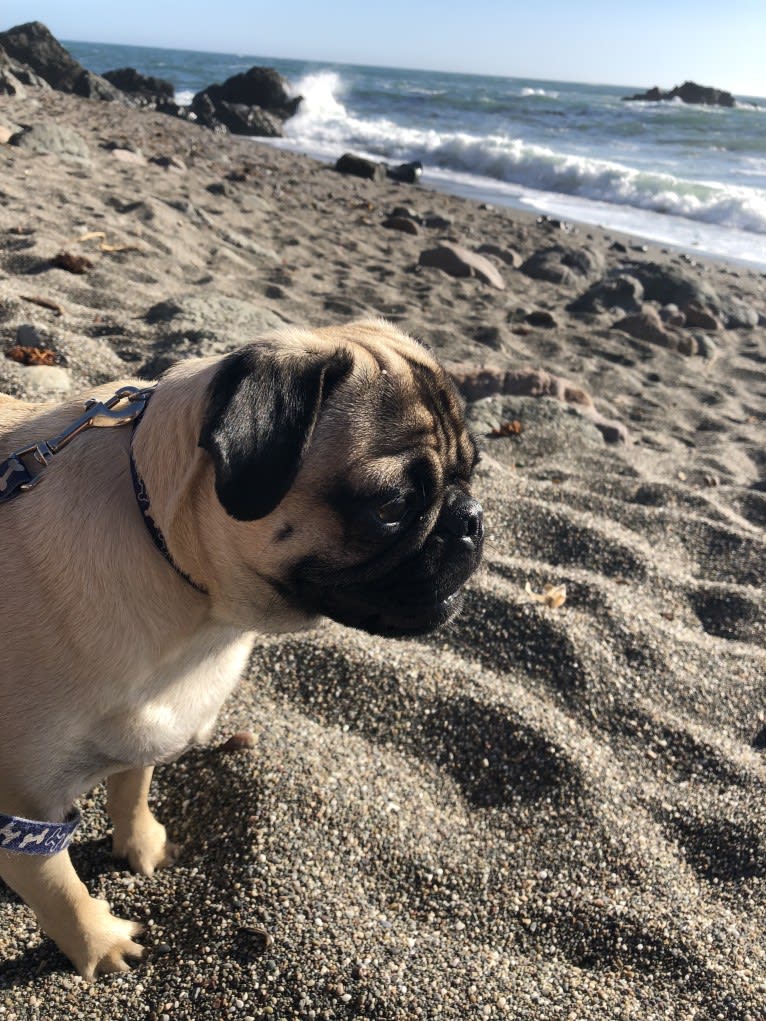 Barkley, a Pug tested with EmbarkVet.com