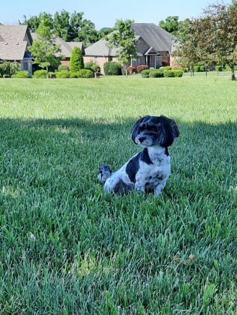 Theo, a Havanese and Coton de Tulear mix tested with EmbarkVet.com