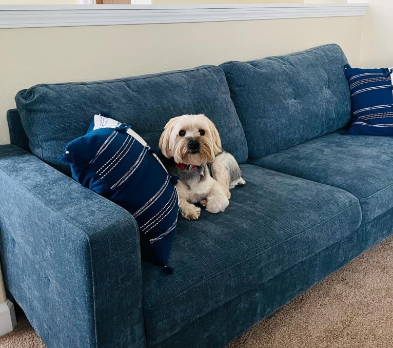 Diesel, a Yorkshire Terrier and Bichon Frise mix tested with EmbarkVet.com