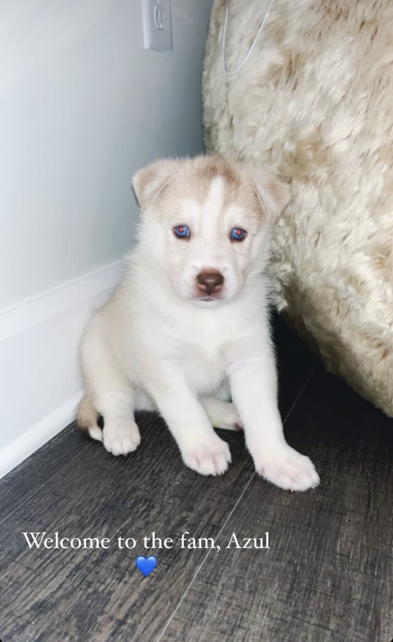 Azul, a Siberian Husky and Alaskan Malamute mix tested with EmbarkVet.com