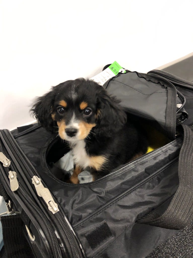 Prince, a Cavalier King Charles Spaniel and Poodle (Small) mix tested with EmbarkVet.com