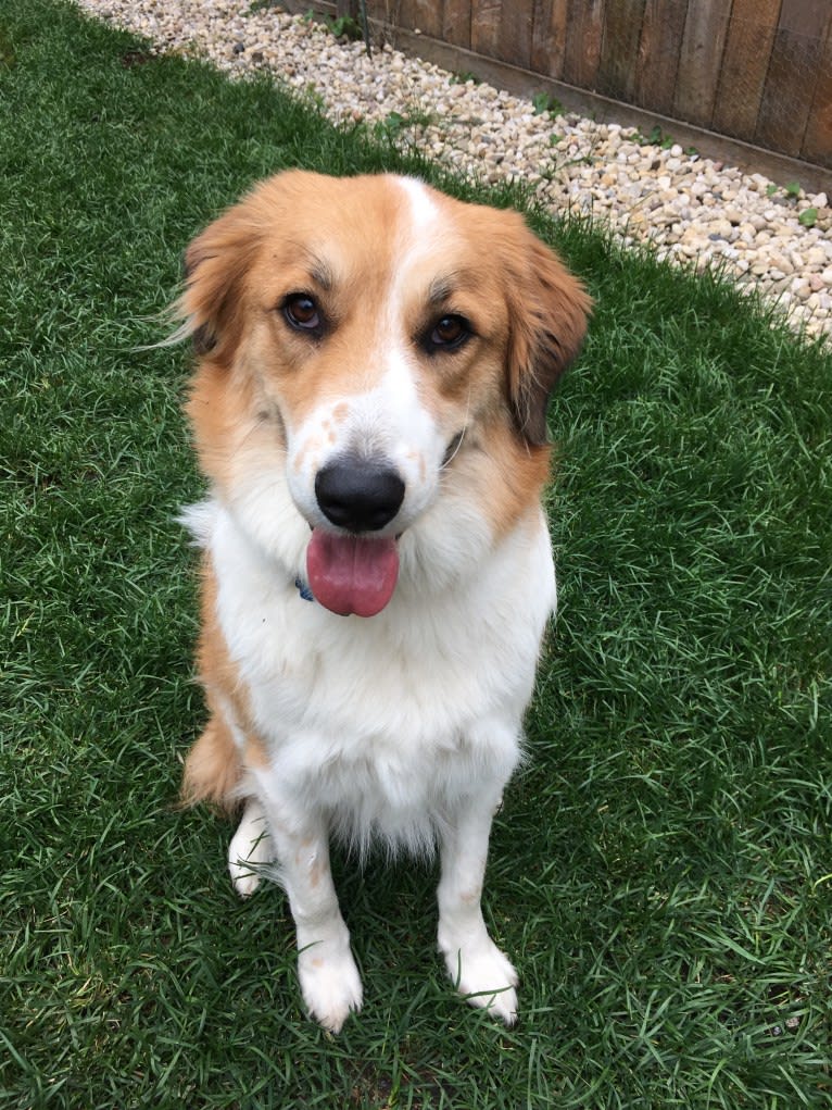 Ripley, a Great Pyrenees and Border Collie mix tested with EmbarkVet.com