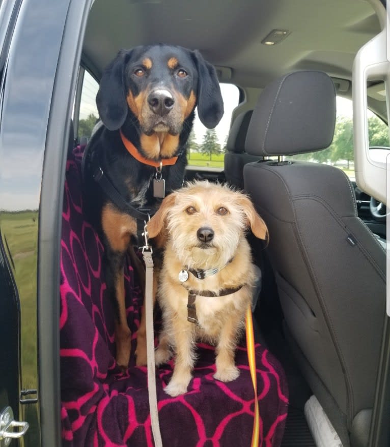 Cali, a Lhasa Apso and Beagle mix tested with EmbarkVet.com