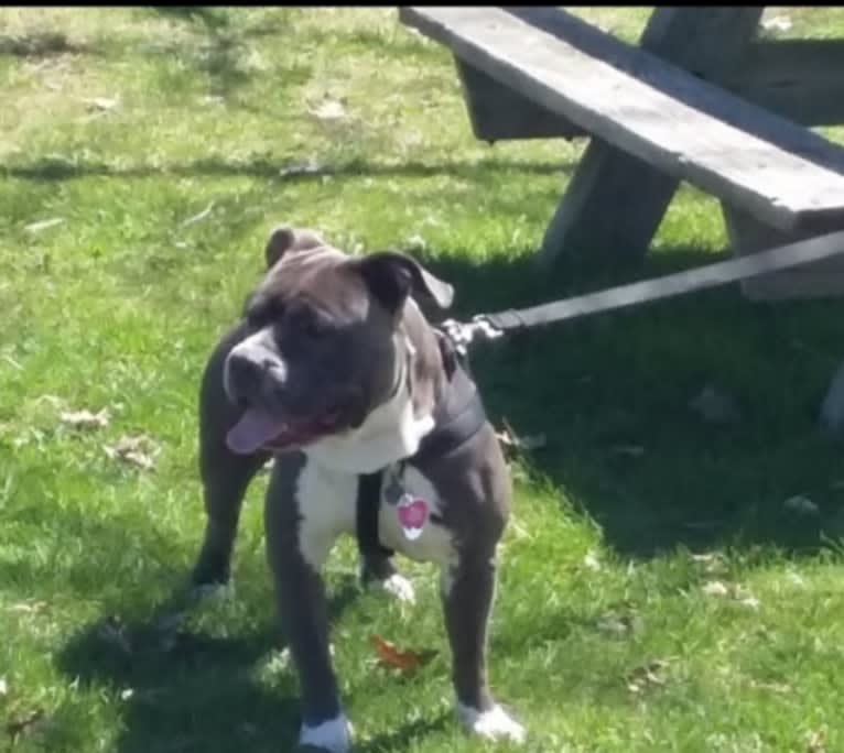 Zeus, an American Bully tested with EmbarkVet.com